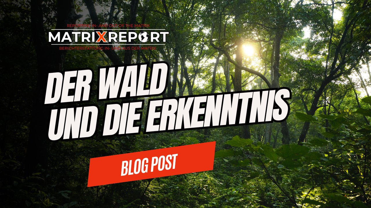 Wie alles miteinander verbunden ist - Der Wald und die Erkenntnis Post feature image